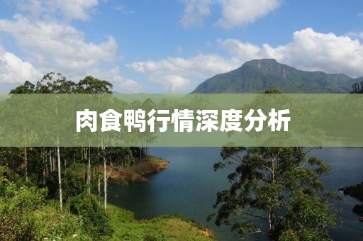 肉食鸭行情深度分析