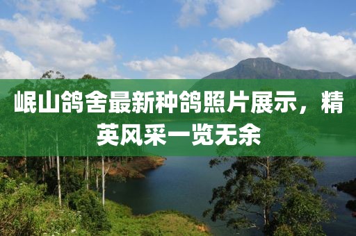 岷山鸽舍最新种鸽照片展示，精英风采一览无余