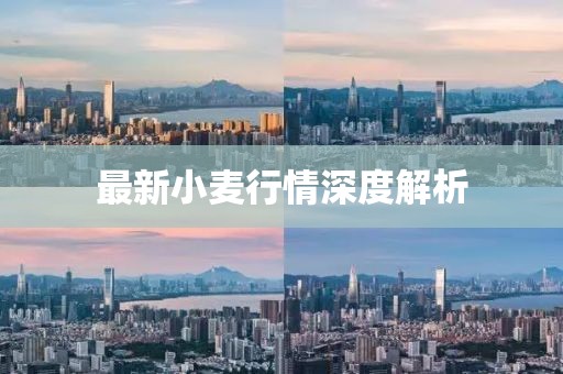 最新小麦行情深度解析