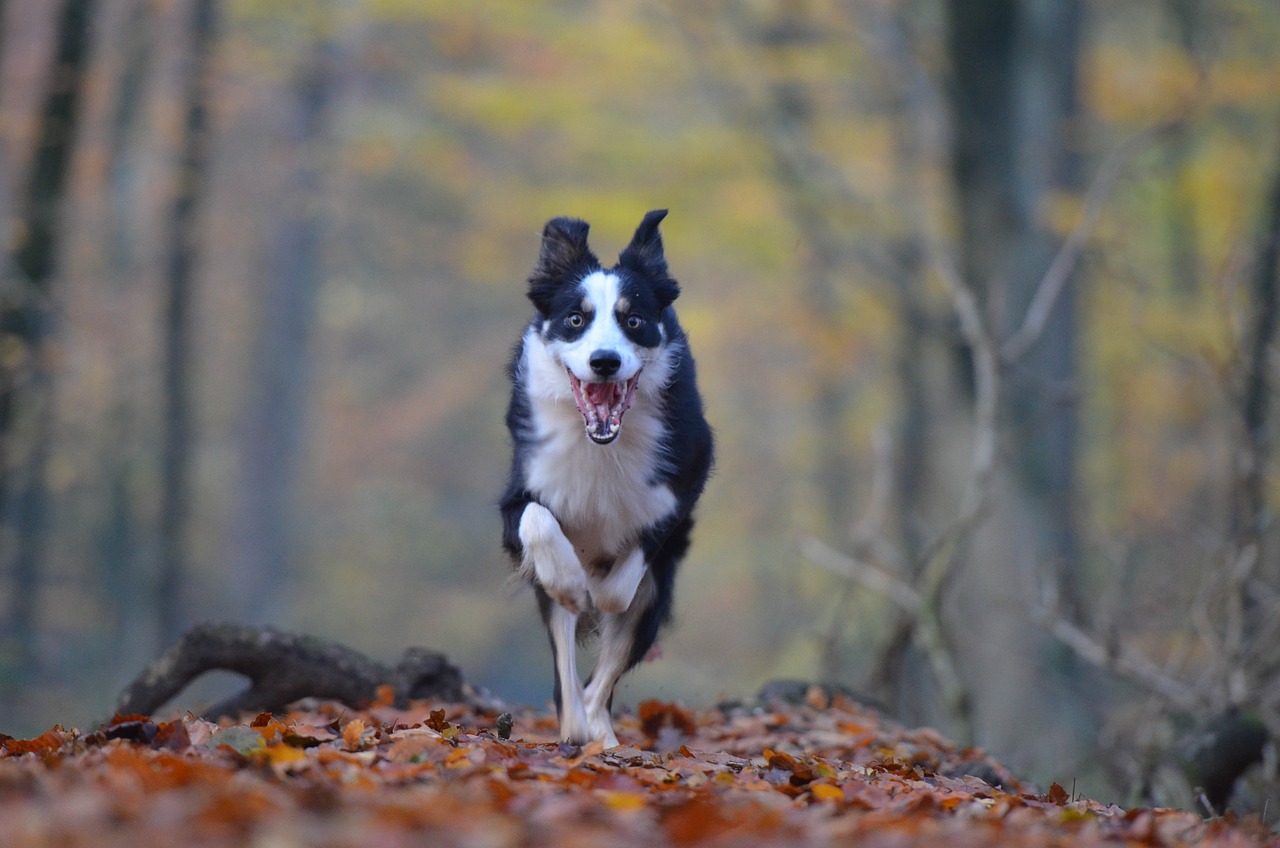 牧羊犬价格详解，了解、比较与最佳选择