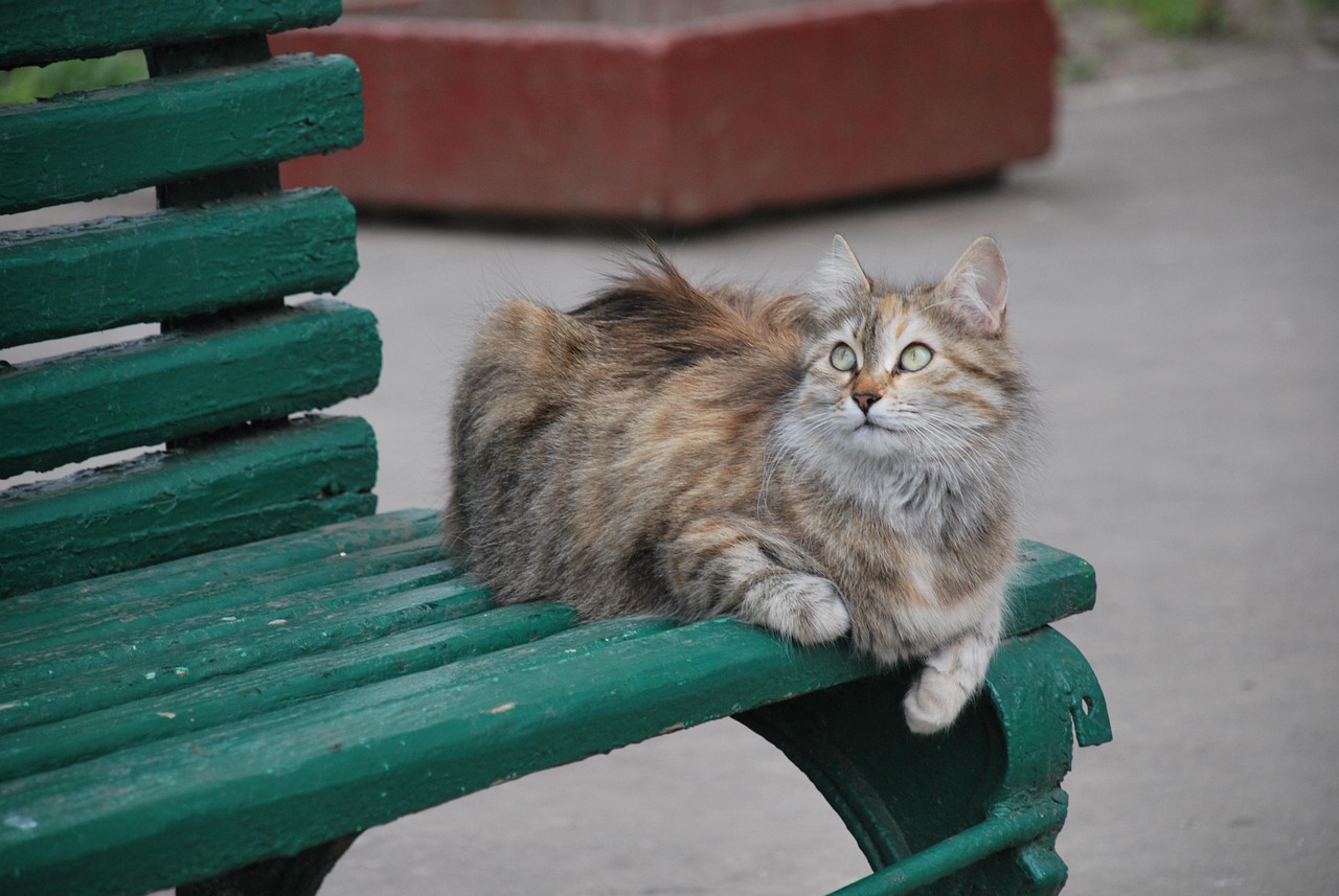 猫咪软件最新版下载指南，探索猫咪软件的必备指南