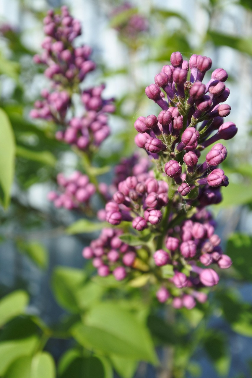 西红花价格解析，每克多少钱？全面分析西红花价格！