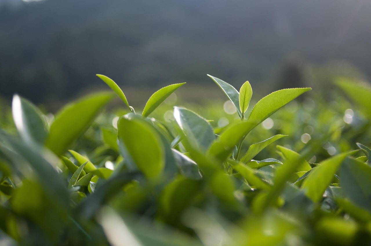 茶界资讯速递，探索茶叶世界的最新动态与发展趋势