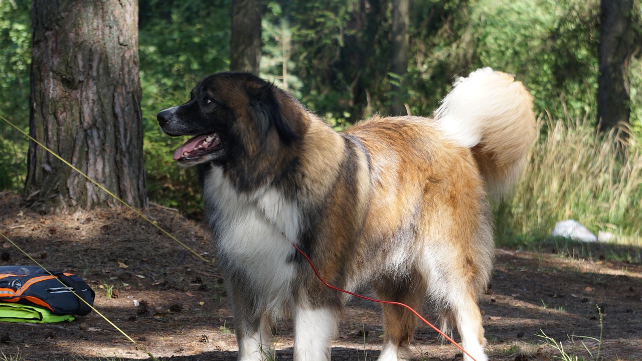 最新热门犬种概览，热门犬种悉数登场