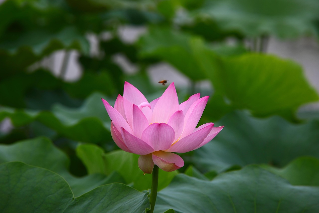 澄迈天赐上湾最新动态揭晓，未来美好篇章即将展开