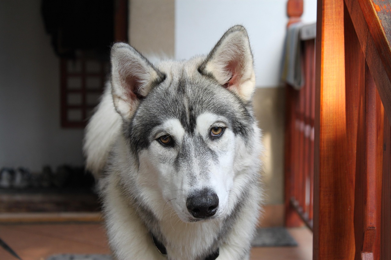 神犬奇兵演员表揭秘，热血演绎人与犬的传奇故事