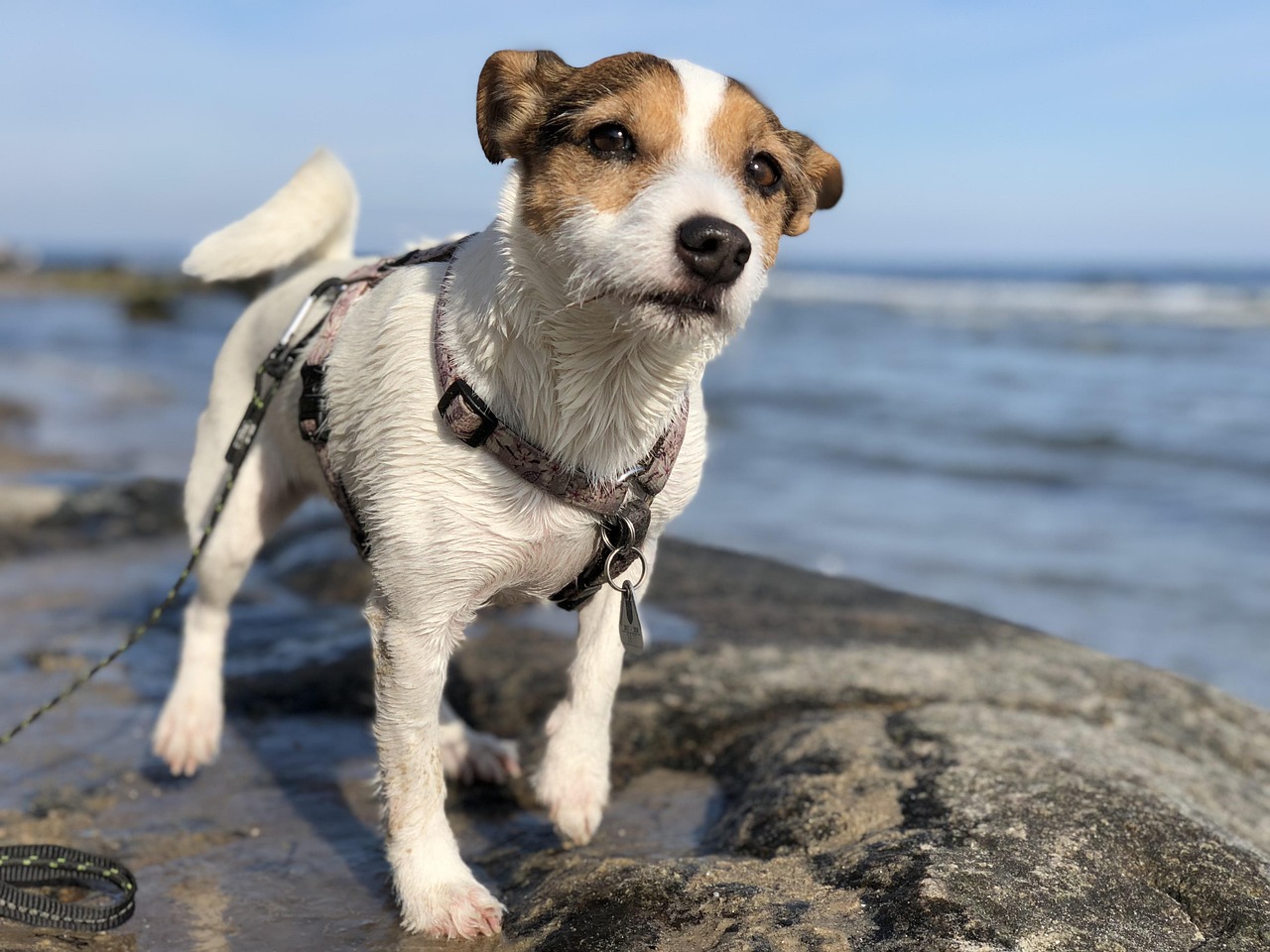 太仓犬最新销售信息概览，全面解读销售动态与资讯