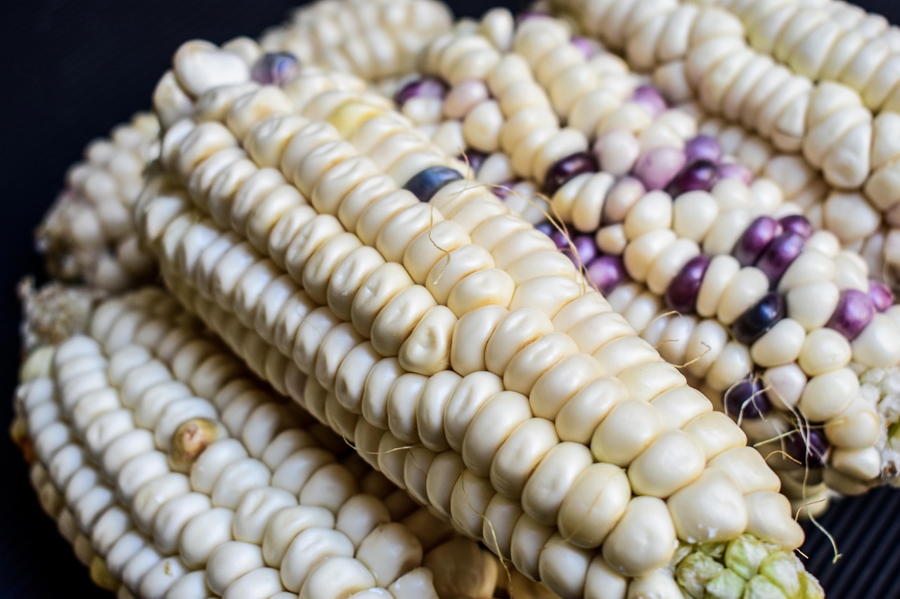玉米种植、收获与美食探索，最新视频展现无限魅力