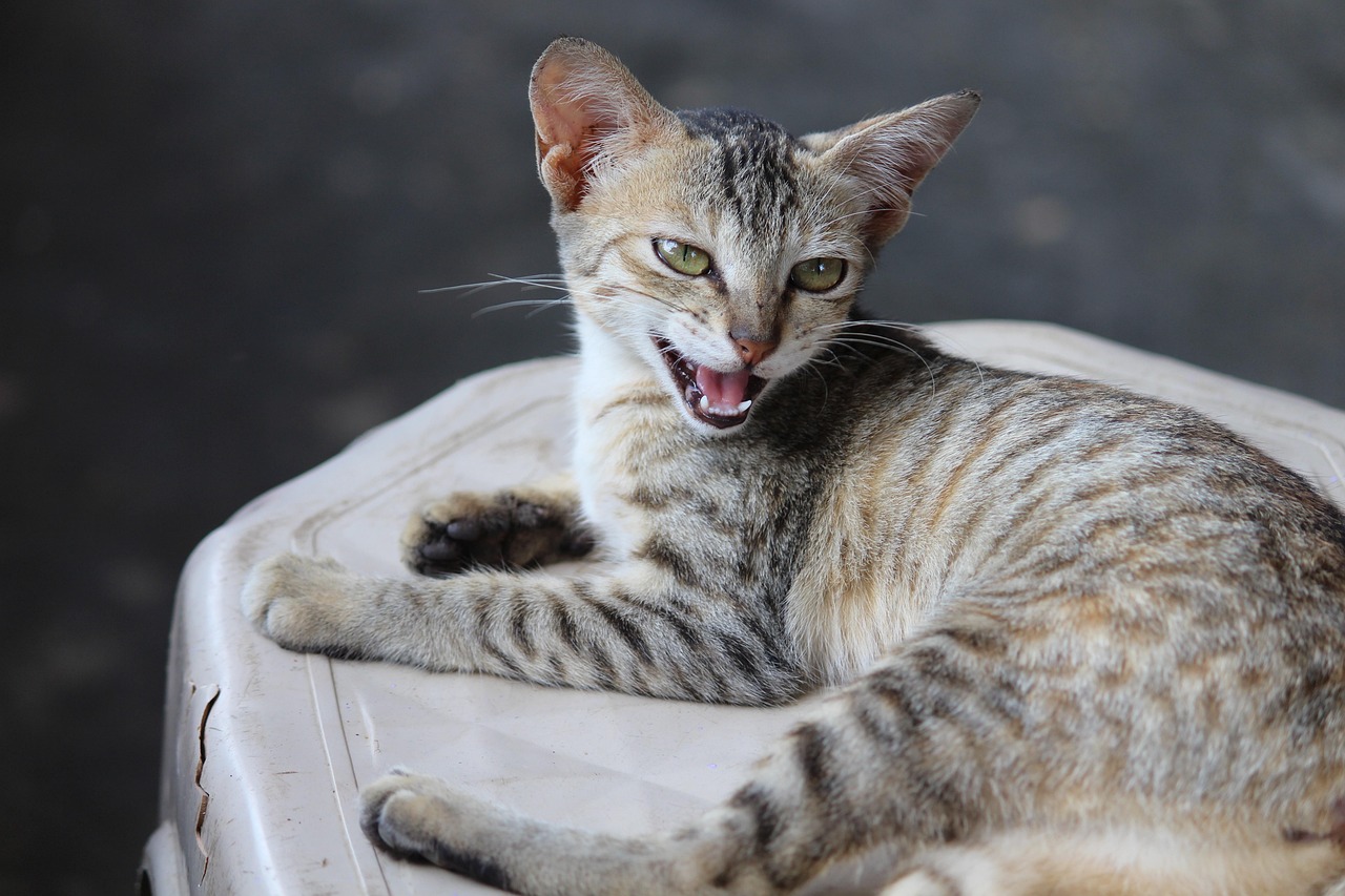 最新猫咪资讯大揭秘，探索猫咪世界的精彩瞬间