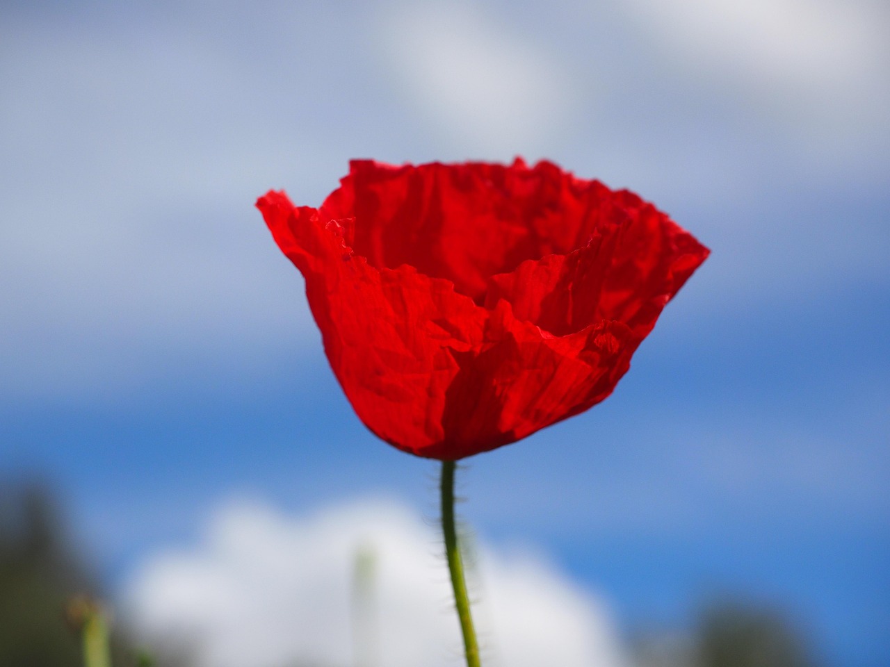Rose最新动态，绽放光芒照亮全球舞台之路