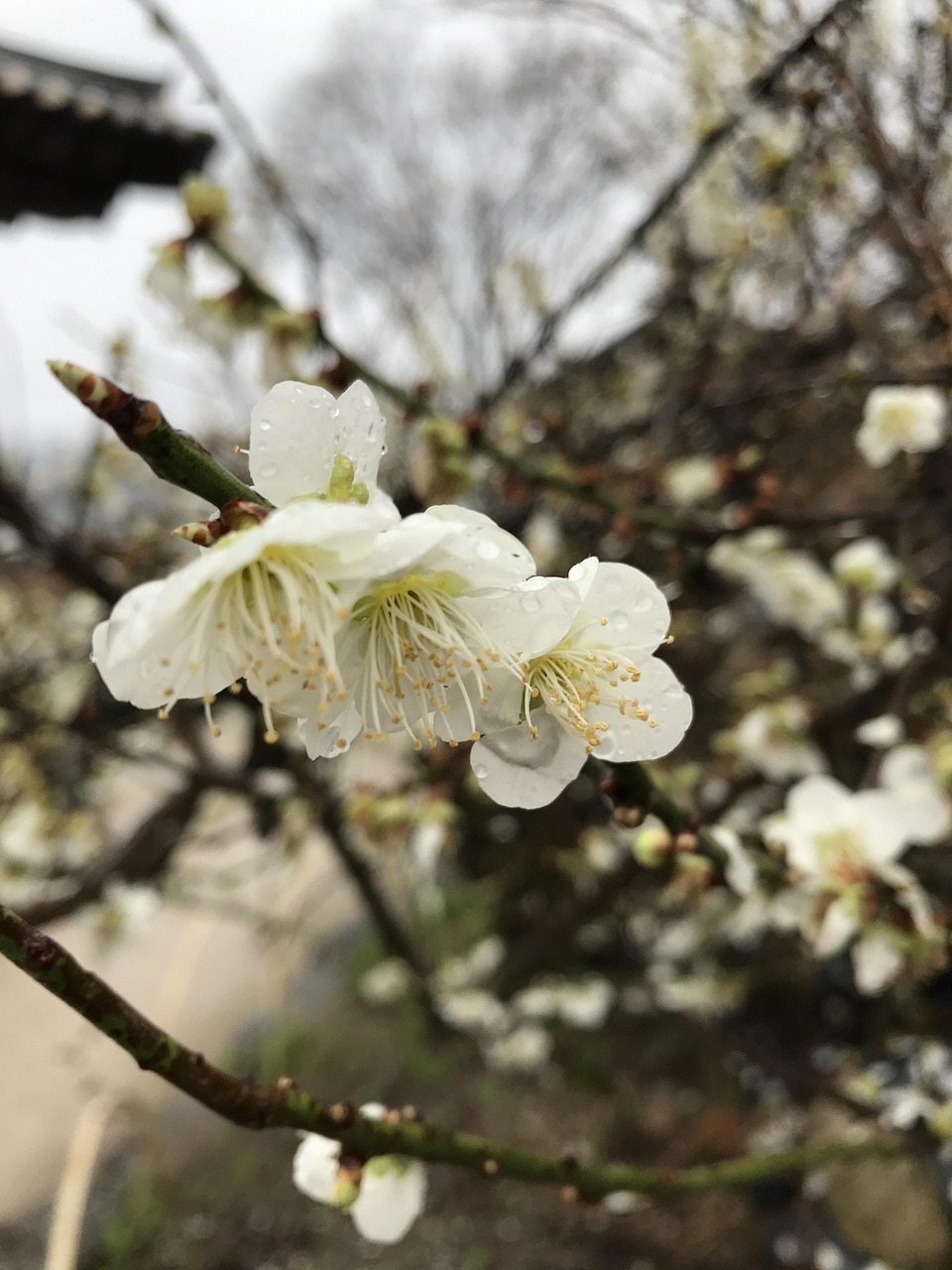 清明资讯速递，缅怀先人，传承文化，节日动态关注不停歇