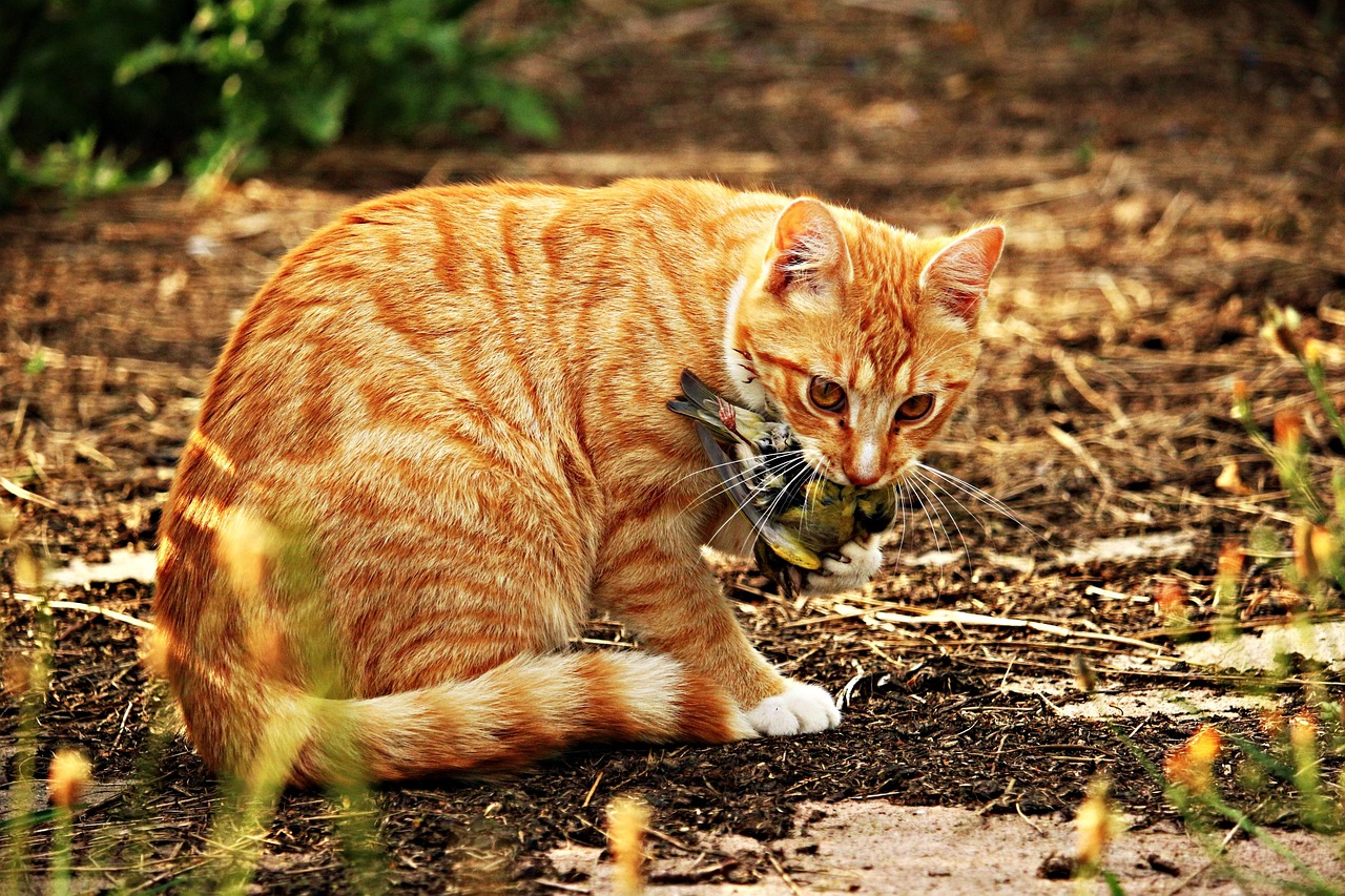 明星宠物猫，星光熠熠的猫界名流