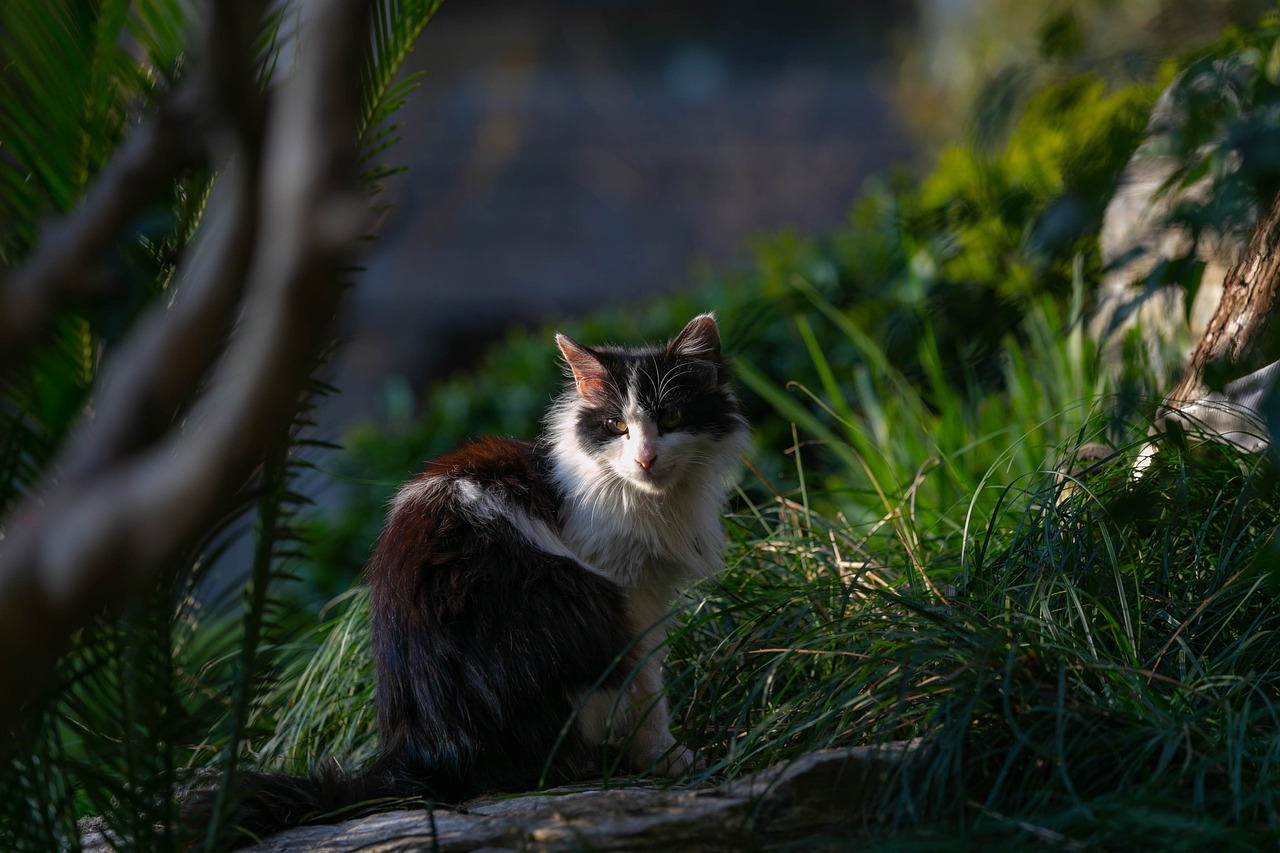 猫和老鼠动漫，经典中的永恒魅力