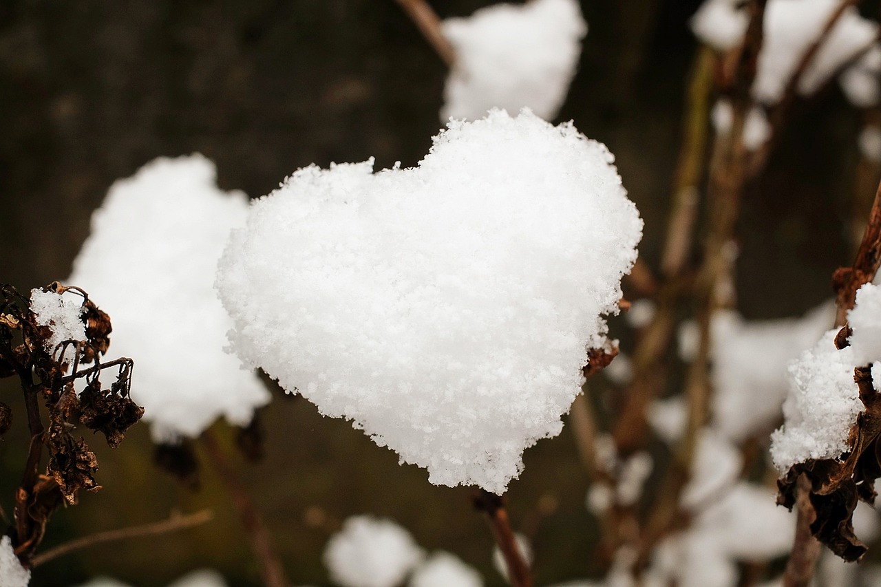 电视剧情满雪阳花，爱情之花绚烂绽放
