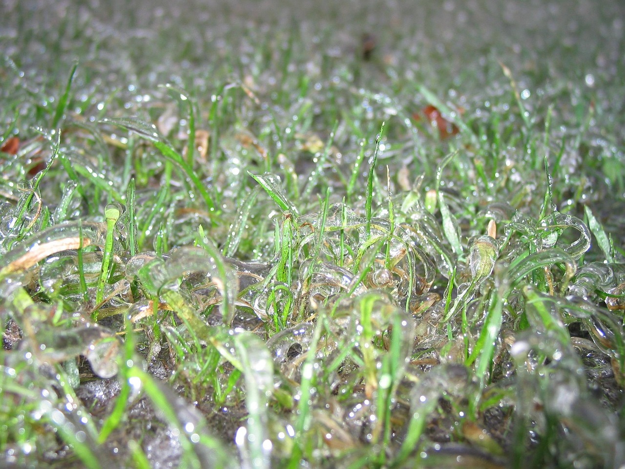 关于爬山虎价格的深度研究与分析