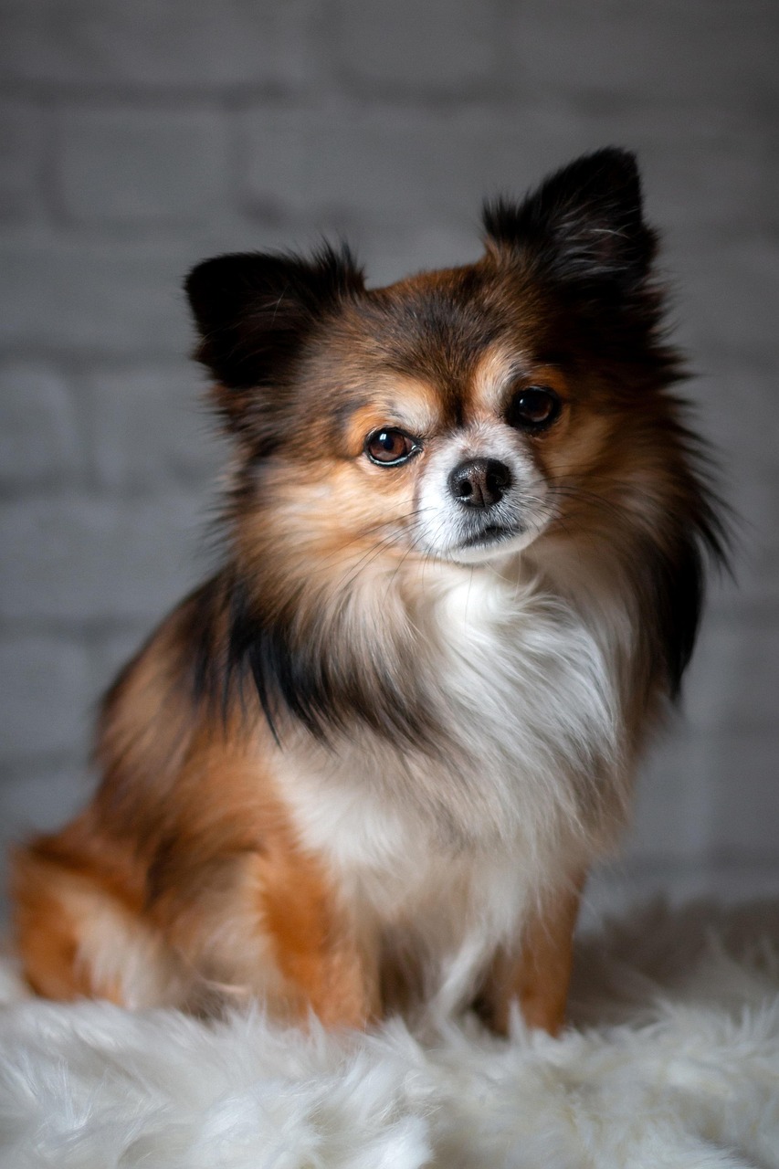 博美比赛，展现犬种魅力的精彩舞台