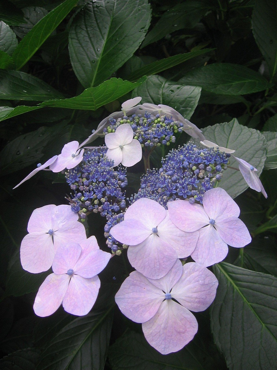 韭菜新品种探索，未来种植的新选择介绍