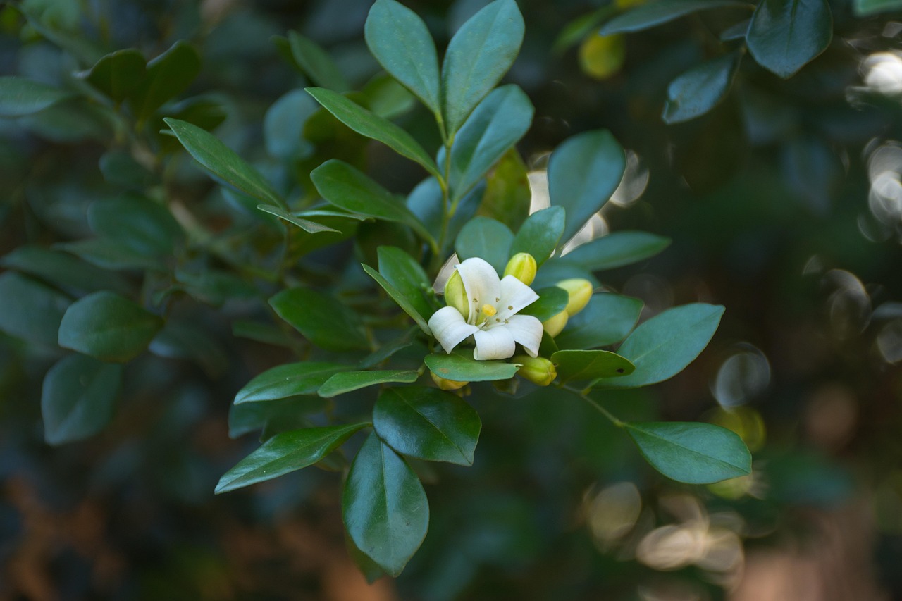 越南新增病例概况,疫情现状、应对策略及最新动态分析