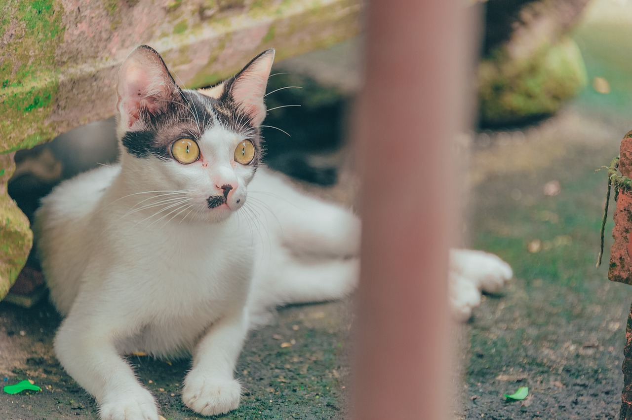 最新款猫咪产品引领猫奴生活新潮流