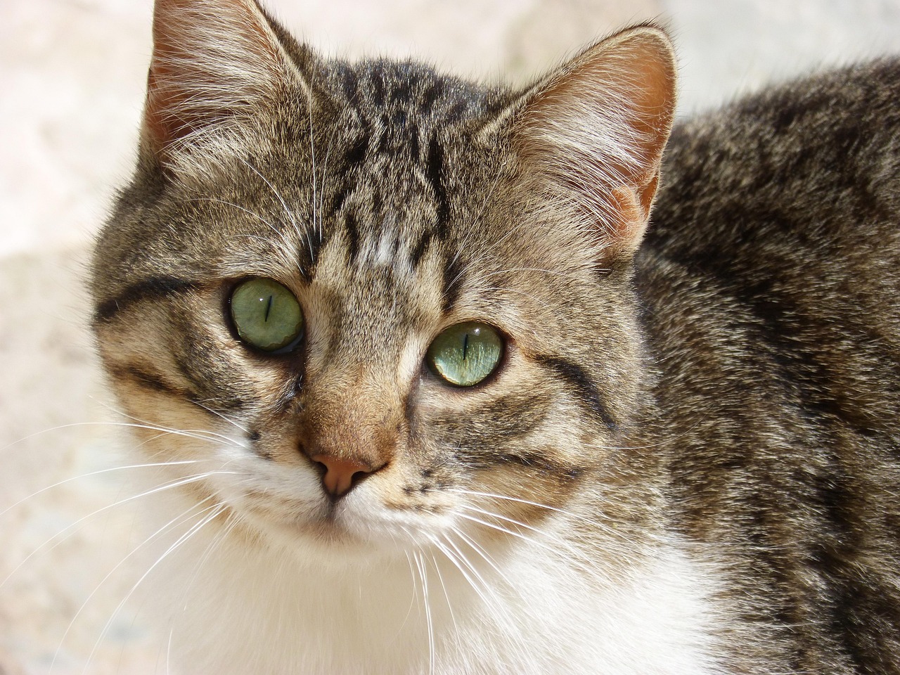 猫咪最新破解版app，探索宠物世界的全新体验