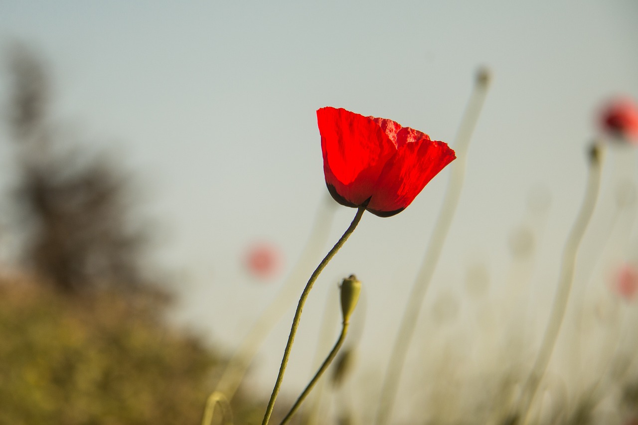 社会热点舆情深度解读与应对策略最新动态分析