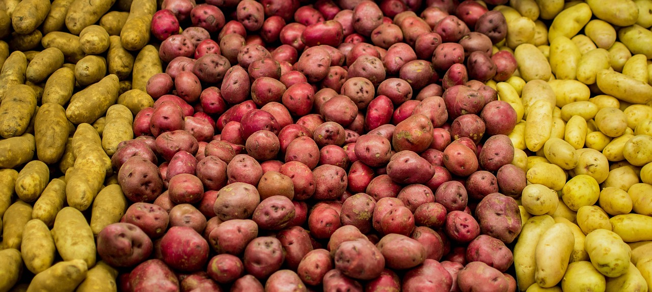 今日菜柏价格动态,市场走势分析与预测