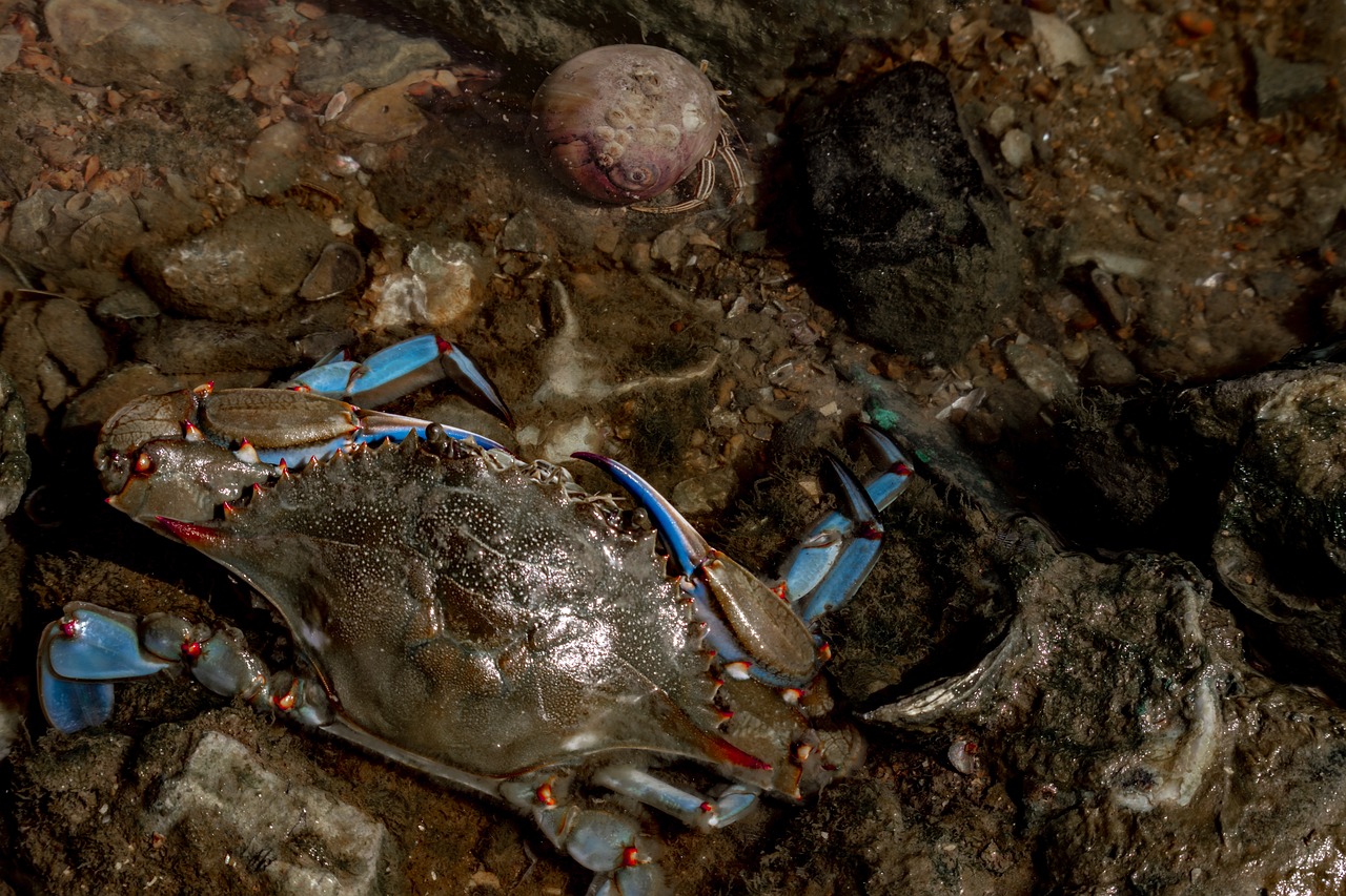 青蟹上市引领海鲜市场新篇章