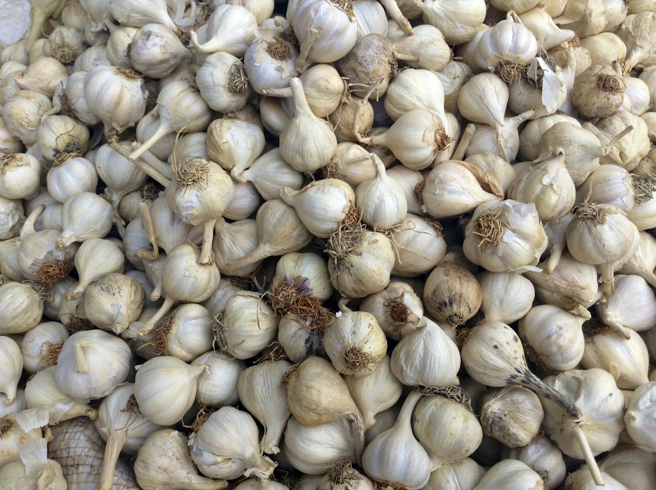 大蒜最新市场价格及动态分析概览