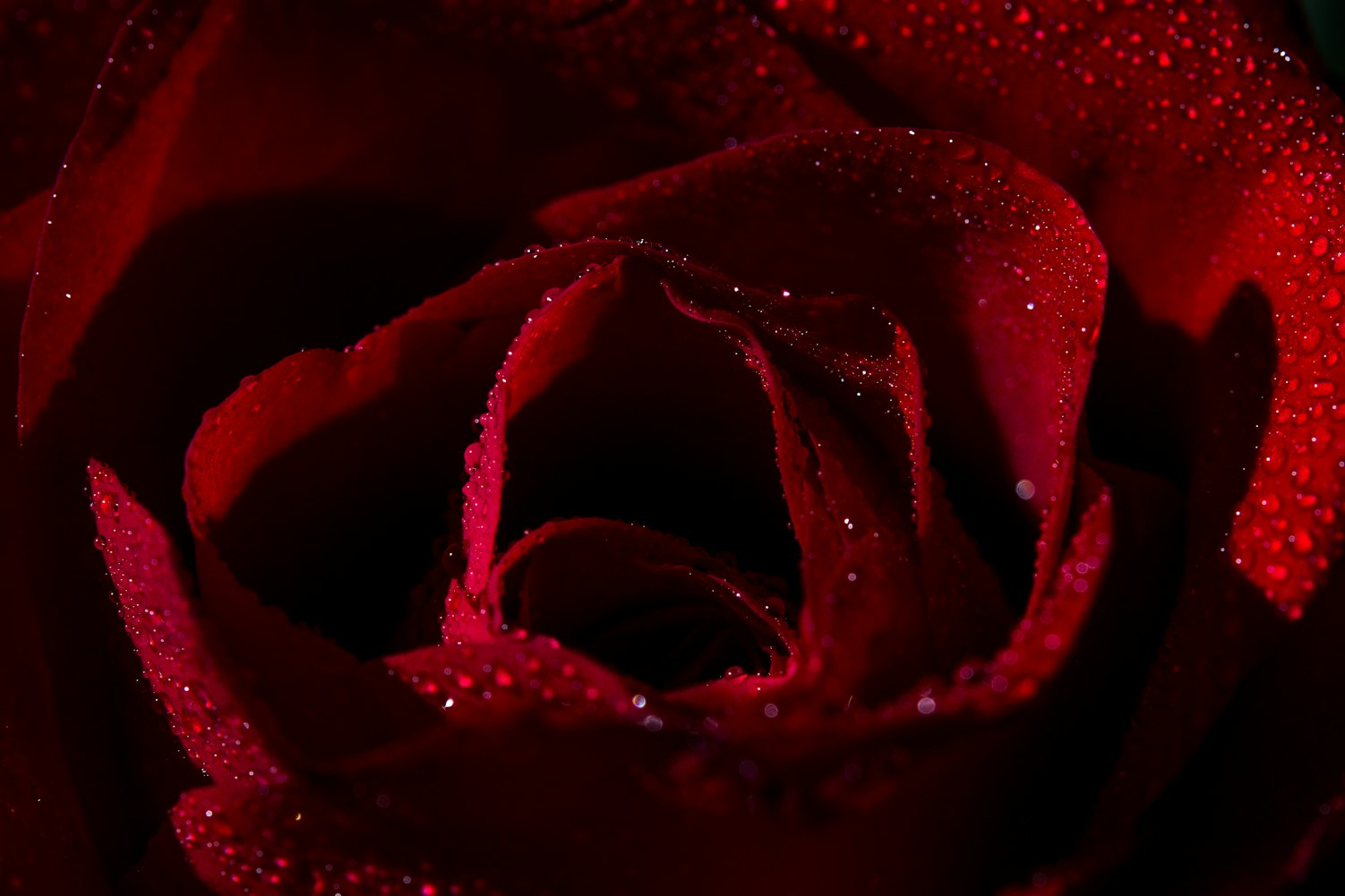 南风玫瑰新篇章，探索未来的无限可能