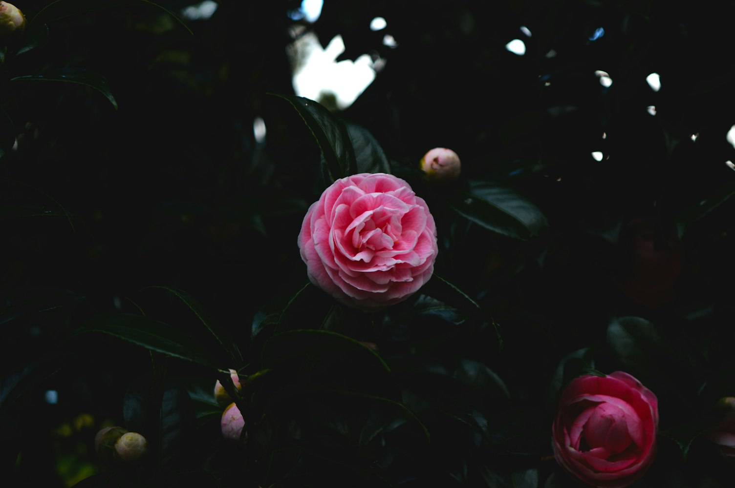 南风玫瑰新篇章,探索未来的无限可能