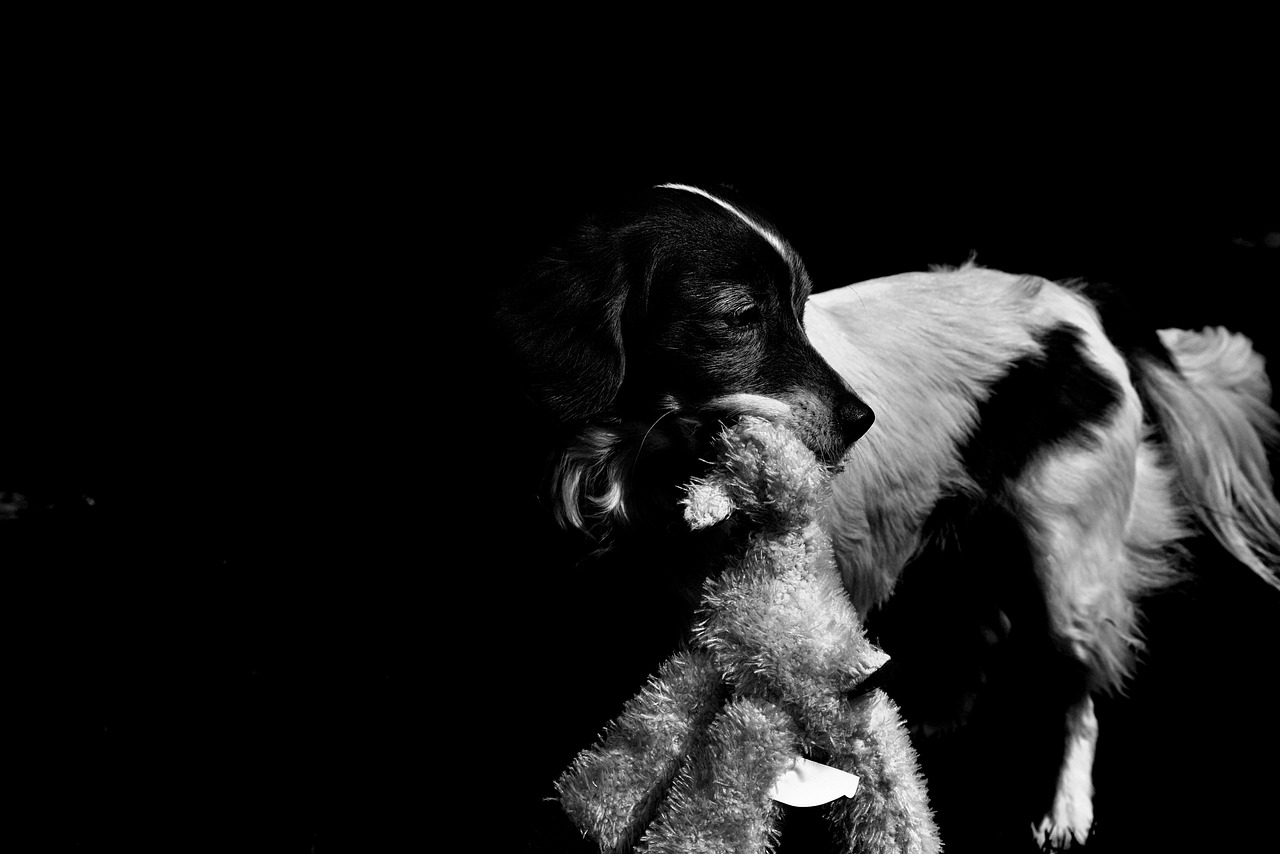 黑白猫资讯，探索神秘与日常交织之美