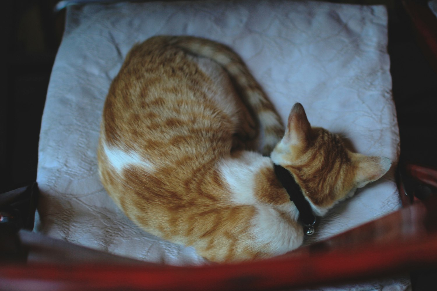 黑白猫资讯,探索神秘与日常交织之美