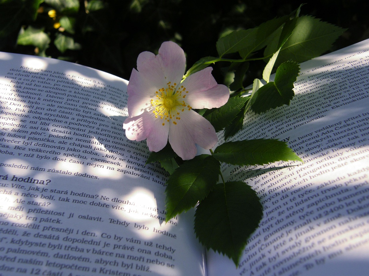 夏目彩春电影之旅，与电影的奇妙世界探索