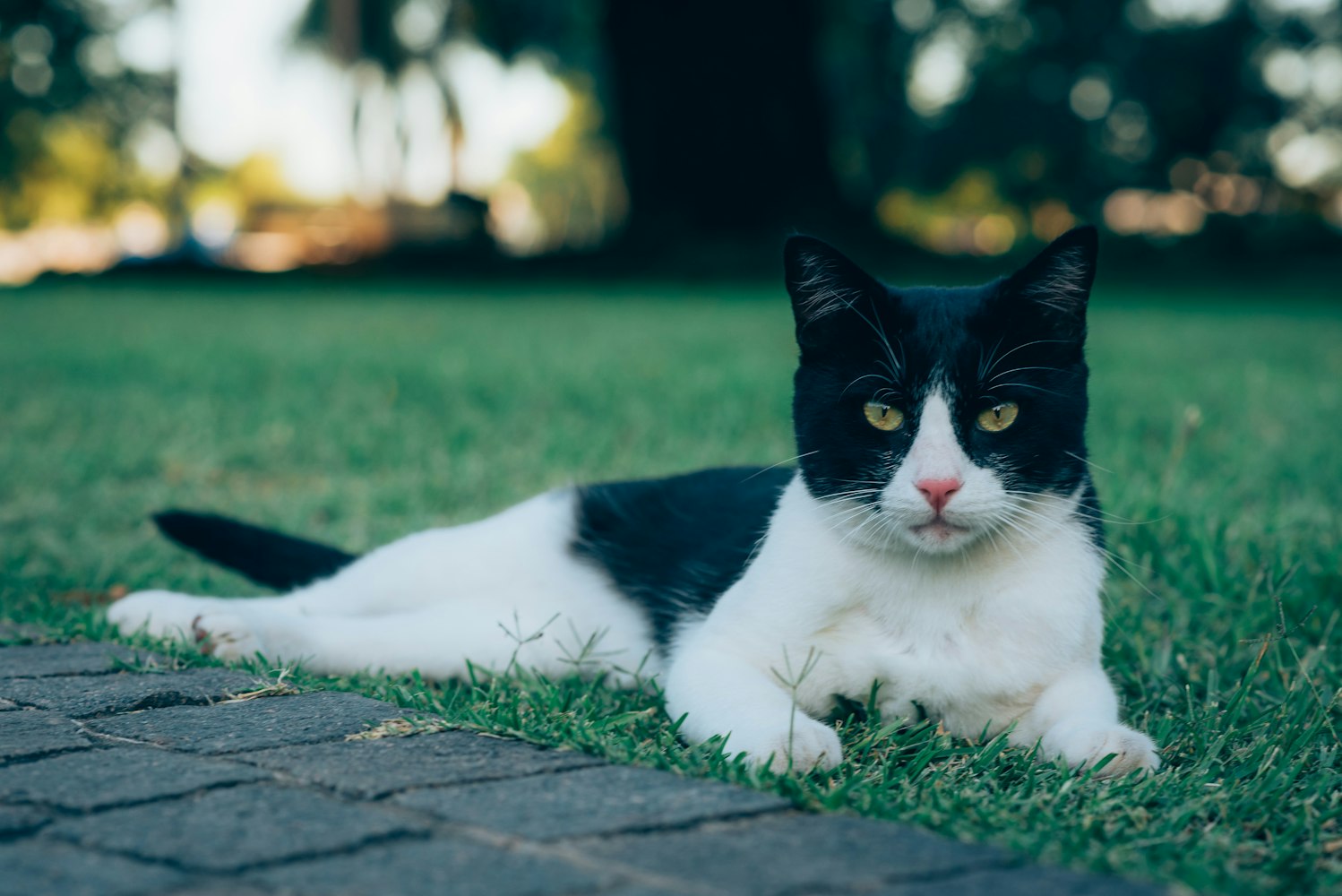 全球最新动物，探索未知生命奇迹的奇妙之旅