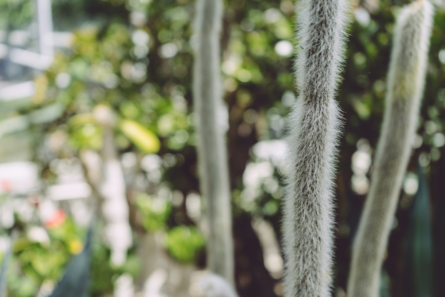 仙人掌动漫，探索奇妙世界的无尽魅力之旅