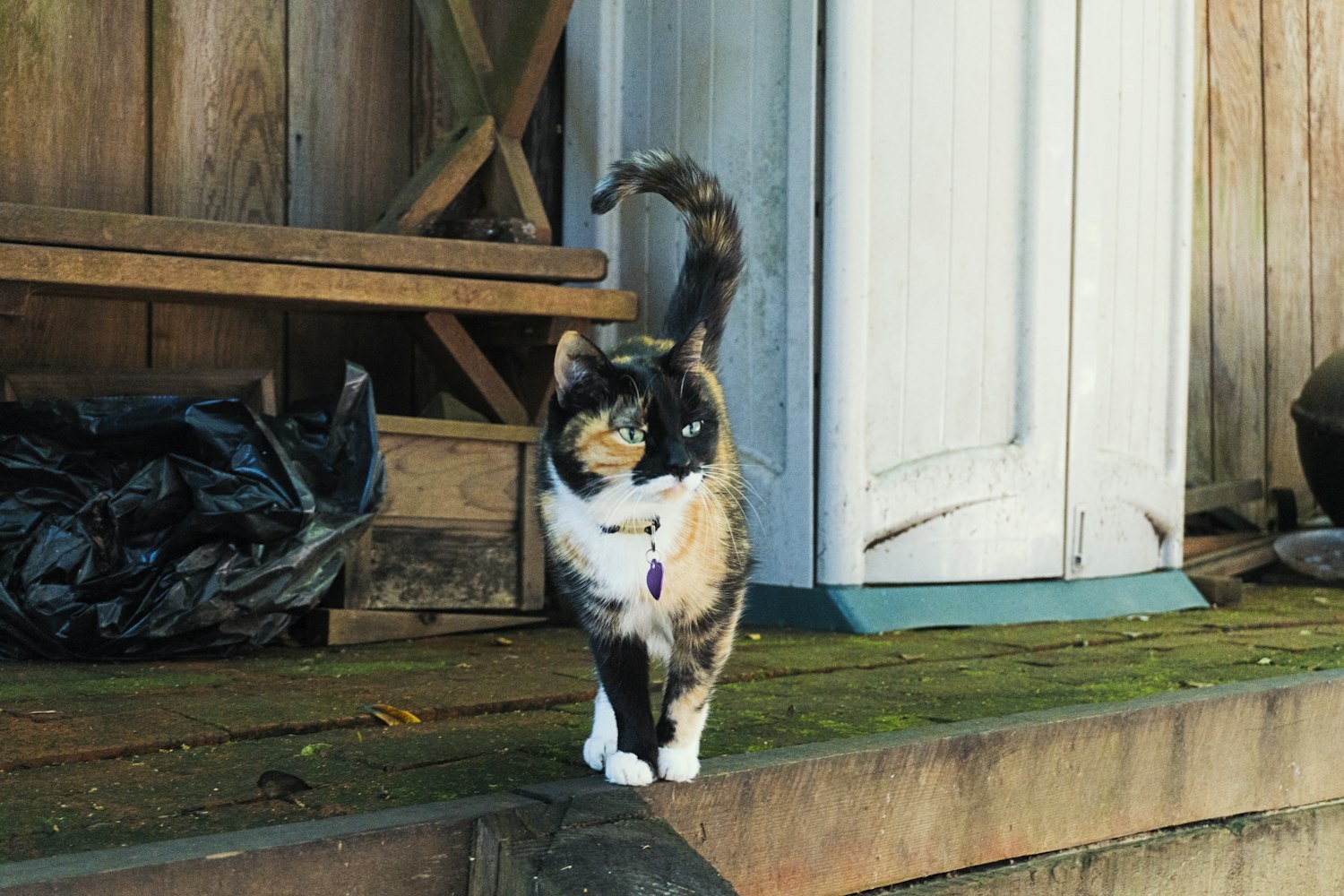 今日蔬菜价格动态，影响市场与消费者的最新趋势分析