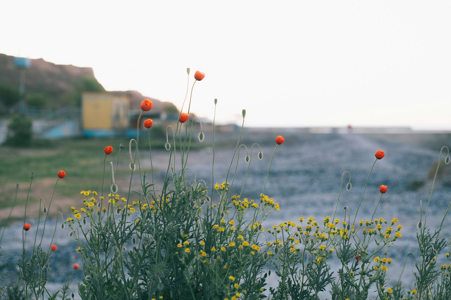 林荫春天最新资讯，探寻春天的生机与活力