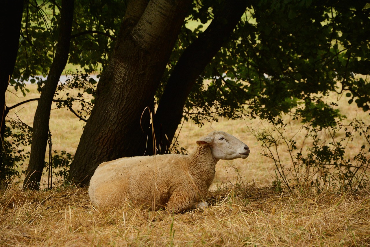 探索羊毛产业最新动态与发展趋势，最新羊毛攻略大揭秘