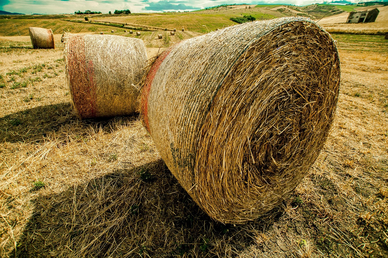 红旗连锁持续创新引领零售业变革的最新动态