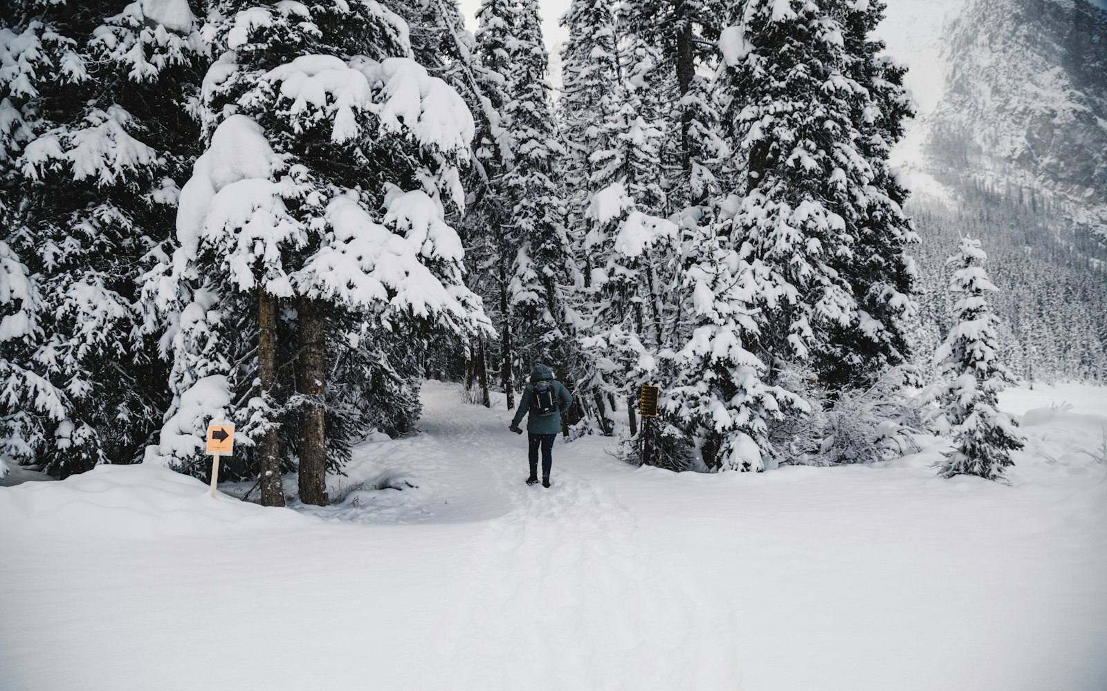 李茂川最新动态揭秘，多元领域探索，展现无限可能风采
