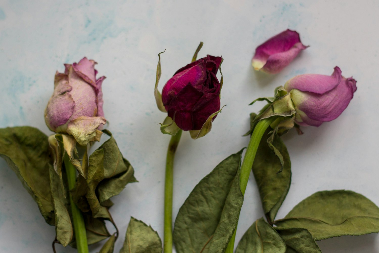 刘雯2017最新动态，时尚先锋与公益事业的闪耀之星