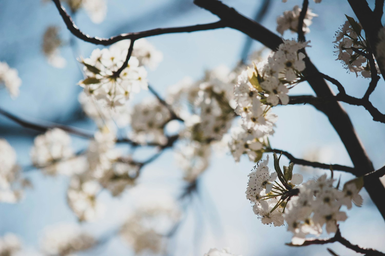 新樱花动漫，未知世界的奇幻探索之旅